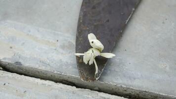 Mantis grasshopper on an iron sickle with a tile floor background. photo