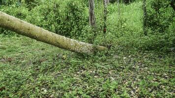 Papaya trees fall from their trees in Indonesian forests. photo