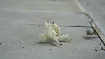 Grasshoppers on a tile floor with papaya leaves and stems in the background, Indonesia. photo