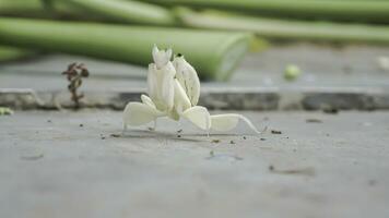 Grasshoppers on a tile floor with papaya leaves and stems in the background, Indonesia. photo