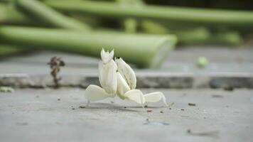 Grasshoppers on a tile floor with papaya leaves and stems in the background, Indonesia. photo