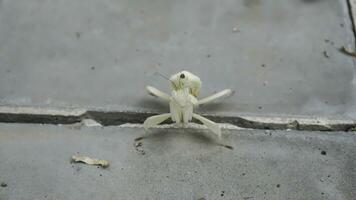 Grasshoppers on a tile floor with papaya leaves and stems in the background, Indonesia. photo