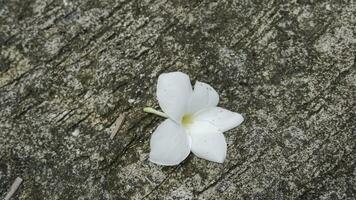 frangipani flor en cemento piso, suave enfoque, selectivo atención foto