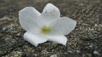 frangipani flor en cemento piso, suave enfoque, selectivo atención foto