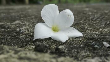 frangipani flor en cemento piso, suave enfoque, selectivo atención foto