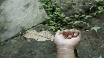 Toddler's hand holding a leaf on nature background, Selective focus on leaf photo