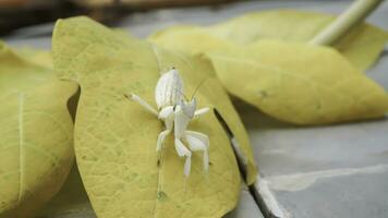 Mantis grasshopper on yellow papaya leaf, closeup, Indonesia. photo