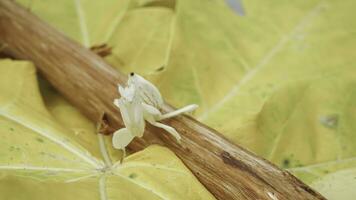 Mantis grasshopper on yellow papaya leaf, closeup, Indonesia. photo