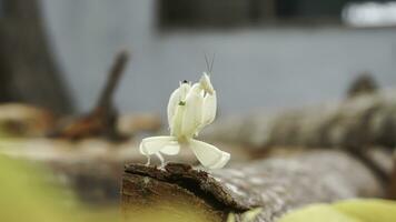 Praying mantis on a piece of wood, Indonesia. photo