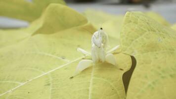 Mantis grasshopper on yellow papaya leaf, closeup, Indonesia. photo