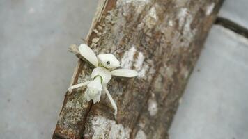 Orando mantis en un pedazo de madera, Indonesia. foto