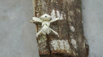 Orando mantis en un pedazo de madera, Indonesia. foto