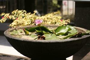 Nelumbo nucifera leaves in flower garden and pond. lotus,Nelumbo nucifera. Beautiful leaf texture in nature. photo