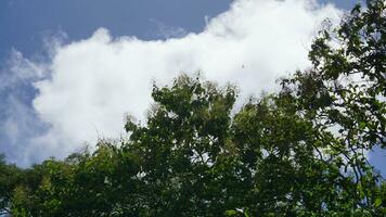 Trees in the forest with blue sky background, Indonesia. photo