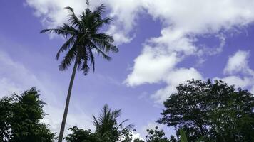 Coconut tree with blue sky and white clouds, Indonesia. photo