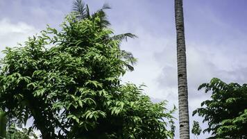 Coconut tree and blue sky in the garden, stock photo, Indonesia. photo