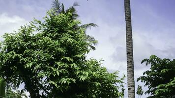 Coconut tree and blue sky in the garden, stock photo, Indonesia. photo