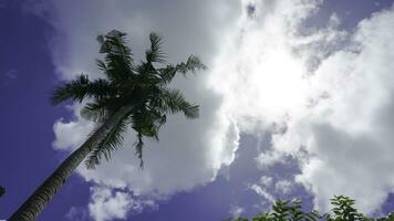 Coconut tree with blue sky and white clouds, Indonesia. photo