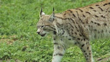 de eenzaam lynx zoeken voor prooi in Woud video