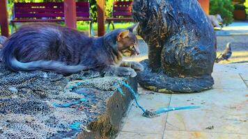 Curious Stray Cat Ambushing Pigeons Near Fishing Net On Concrete Floor video