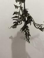 Leaves of plants on a wall background, neutral light, black-and-white close-up photo