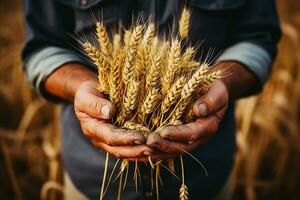 Picos de maduro trigo en el manos de un agricultor. cosecha.generativa ai foto