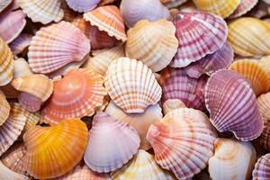 Seashells background, closeup of colorful seashells. AI Generated photo