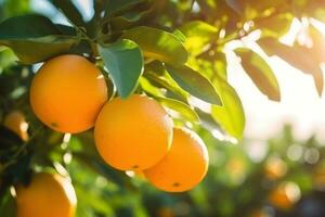 Ripe oranges on a tree in the garden. Selective focus.  AI Generated photo