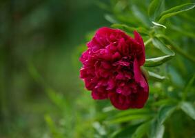 Red peony bud with green leaves in the garden photo