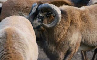 A herd of Cameroonian sheep during the day photo