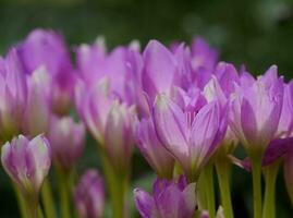 Blooming purple crocuses in the garden, close up photo