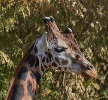 Portrait of an adult giraffe in nature photo