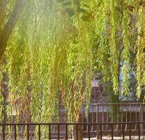 Hanging willow branches in the sun photo