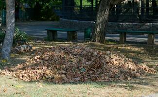 A pile of dry leaves in a park on an autumn day, Ukraine photo