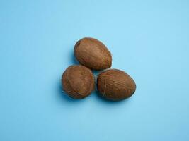 Whole coconut on blue background, top view. photo