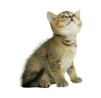 pequeño gris escocés Derecho gatito mirando arriba en un blanco antecedentes foto