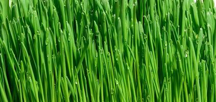 Green wheat sprouts with water drops, macro photo