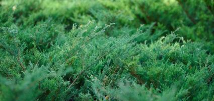 Green juniper bush in the park on a summer day, coniferous plant photo