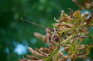 Chestnut branch with yellowed leaves in the park on an autumn day photo