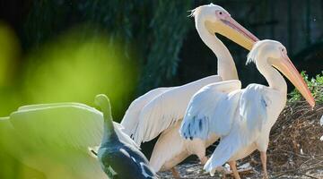 A flock of white pelicans on a pond on an autumn day photo