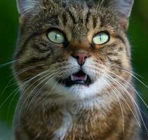 Portrait of an adult gray cat in nature, street animal photo