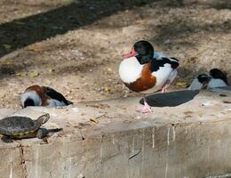 A duck stands on a summer day photo