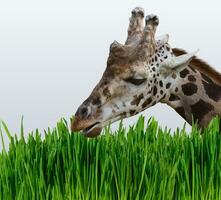 Giraffe eats green grass on a gray background photo