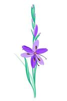 Beautiful lilac color gladiolus like flower composition. Vector simple bright color botanical group for decoration. Floral element.