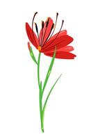 Beautiful red color gladiolus like flower composition. Vector simple bright color botanical group for decoration. Floral element.