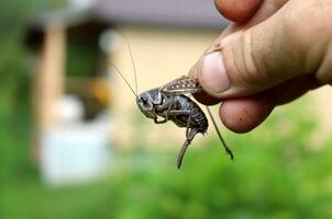 A man holds a captured locust missing one leg in the garden. Male hand, fingers close up - horizontal photo