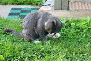 un gris gato lavados sí mismo a el porche de un pueblo casa, limpia sus ojos y cabeza con sus frente pata. horizontal foto, de cerca foto