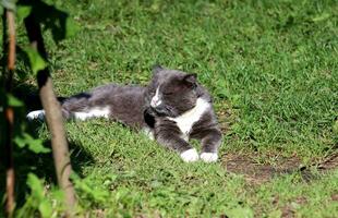 A gray cat, with its front paws drawn out, lies on the grass on a sunny day and sleeps. Horizontal photo, close-up, frontal view photo