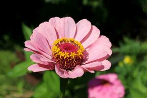 Flower of light pink zinnia graceful Zinnia elegans in a flower bed in the garden. Horizontal close-up photo