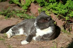 A gray cat is dozing on his side, with his paw tucked under him, on a path in the sun. Horizontal photo, close-up photo